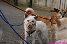 犬につける口輪は虐待ではありません　犬も人も守るもの