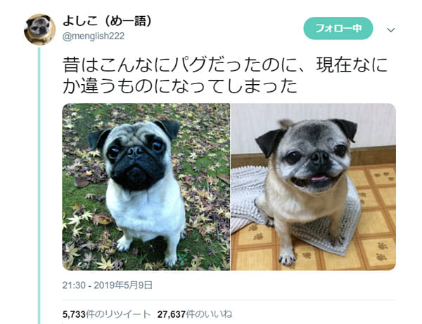 還暦パグページ 還暦パグページ 還暦パグページ 還暦パグページ 還暦ぶんちゃん #パグ