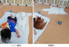 猫さんの「ニャン務中」と「休憩中」のBefore After