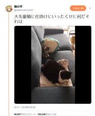 ビビり過ぎる子猫と全く動じない大先輩猫　ちょん…からの「うわっ」