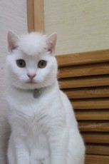 令和のなめ猫？ネコ界の氣志團？リーゼント姿のニャンコが話題