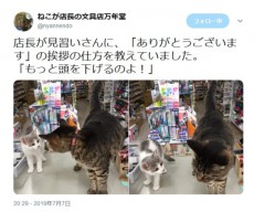 猫店長が見習い猫店員に接客の基本を伝授！挨拶の仕方を丁寧に指導中