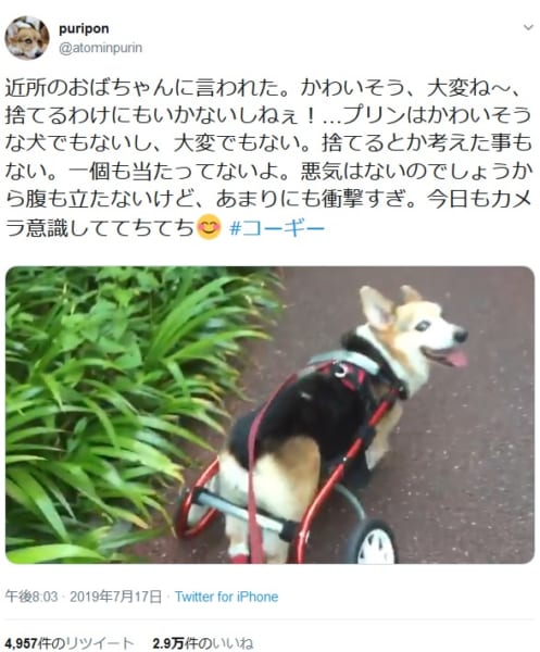 病気で歩行器を使っている犬はかわいそう 今 を生きるコーギーの笑顔 記事詳細 Infoseekニュース
