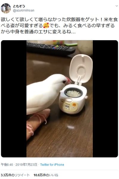 炊飯器からムシャムシャ直食い 白文鳥の食べっぷりに どっちも可愛い 記事詳細 Infoseekニュース