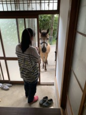 玄関開けたら馬がいた！神社の御神馬が割とフリーダムで愛されキャラ