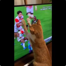 ラグビーW杯にニャンコも興奮！　テレビ画面カチャカチャで飼い主さんはそっちが気がかり？