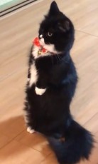 直立不動でジーッ……　立ち上がった猫ちゃんの視線の先には何が？