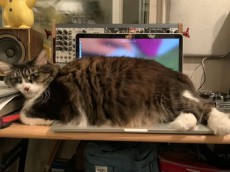 キーボードの上に100％ドーンと猫　「だってあったかいんニャもん」