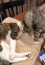 相手の尻に敷かれる（物理）猫　これが意外ときもちよさげ……