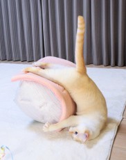 愛猫の尻尾に既視感……チンアナゴだ！