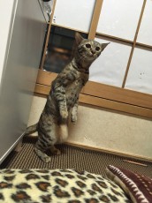 もしかして猫の国へ連れていかれるのかな？　既視感あるニャンコが発見される