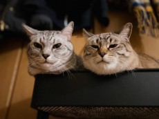 遊べや……飼い猫からの無言の圧力　こんな圧ならいくらでも！