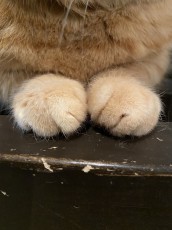 一口サイズのクリームパン？　小腹がすく時間にふと猫の手を見ると……