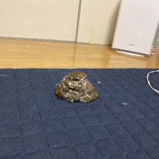 バグ？溶けちゃった？お餅に見えるフクロウが見つかる