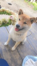 花冠を愛犬にかぶせようとしたら……破壊神が降臨