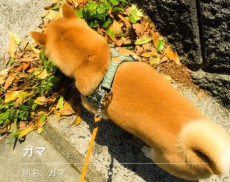 花の名前を教えてくれるアプリを柴犬で試したら……つい納得の判定に頷きまくり