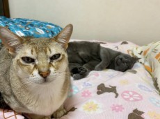 「僕が殺りました」　鋭い眼光で見つめる猫