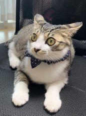 マスク姿の飼い主に警戒する猫さん　「だれ…？お前飼い主じゃないな？」