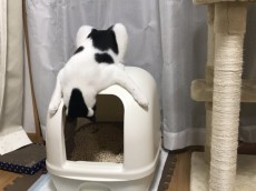 自分のうんちに興味津々？トイレのあと覗き見しちゃう猫さん