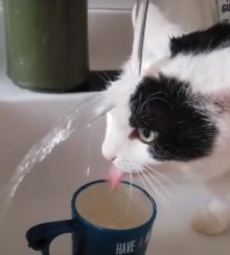 滝行状態で水を飲む猫さん　距離感まちがえてない？と聞きたくなる