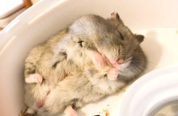 美味しいなぁ むにゃむにゃ 夢の中でひまわりの種を食べているハムスターが可愛い 記事詳細 Infoseekニュース