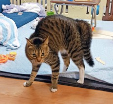 猫の威嚇ポーズは「やんのかステップ」と言うらしい　本気モードも可愛く見える