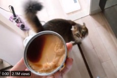 「おい！それ猫缶だろ！」プリンを猫缶と勘違いした愛猫が永遠に追いかけてくる