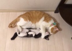 「かわいいなぁ」ペロペロ……猫のグルーミング動画にとろけそう