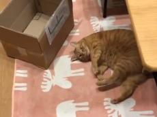 「なでなでして～？」猫の連続おねだりにキュン死　「尊い……」の声