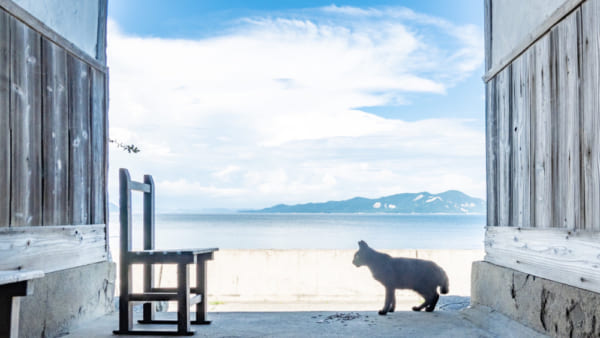 猫の島で撮影された「猫街diary」 香川県佐柳島の猫と景色に癒やされる｜Infoseekニュース