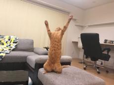 セリフをあてたくなる猫の写真が話題　「やりましたあ！」「エイドリアーン！」