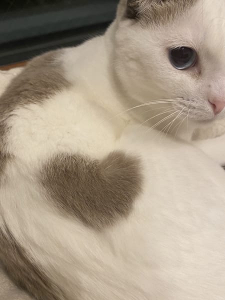 猫の身体にハートの模様 「ご利益ありそう」と評判のラッキーニャンコ