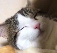 猫の寝顔は最大の癒やし　スヤァっと気持ちよさそうに眠る猫ちゃん