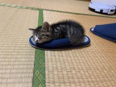 秀吉かな？　スリッパが好きすぎる猫