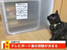 ニュース速報！テレビボード裏が閉鎖されて落ち込む猫　「もう、どうにもならない……」