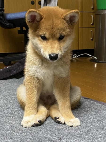 知ってる犬の座り方とちょっと違う でも可愛いから許す 記事詳細 Infoseekニュース