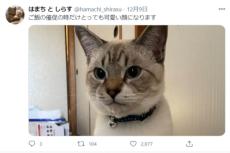 全てはご飯のため　キリっと可愛く「催促」をする猫さん