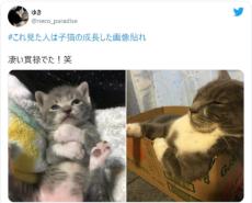 子猫の頃の面影はどこ！？貫禄たっぷりに成長した愛猫