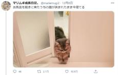 どうしてそうなった お風呂のドアに挟まれたまま寝てしまった猫 記事詳細 Infoseekニュース