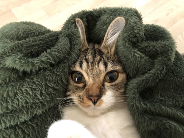 猫耳なのにうさ耳？ 飼い主のイタズラから生まれた「うさ耳猫」が話題