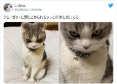 クローゼットに閉じ込められ愛猫激怒　早く詫びちゅ～るを！