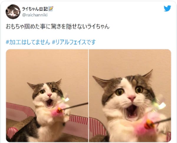 表情のクセ！おもちゃを掴めたことに驚く猫の顔に爆笑 - 記事詳細 