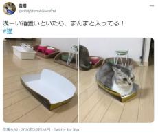 入りますがなにか？　浅くなった空箱でもあっさりホイホイされた猫