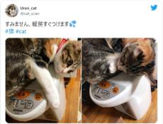 こたつでもストーブでもなく……猫はポットで丸くなる？