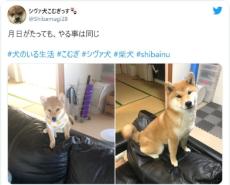 今昔ソファーの背もたれに座る柴犬　大きくなった自覚なし？