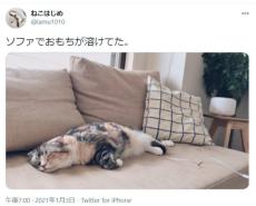 ソファの上で溶けていた「おもち猫」