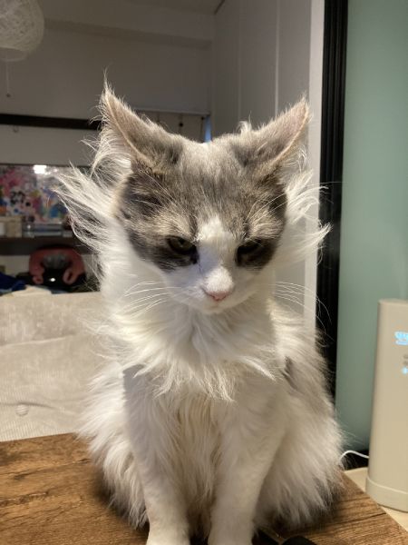 猫ココ ドライブ猫 ココちゃん | ako-0703さんのﾌﾞﾛｸﾞ