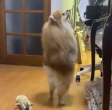 犬であることをうっかり忘れたポメラニアン