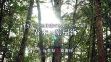 「絶対に協力なんてしない！」と言っていた山梨県が映画「樹海村」とコラボ　本当はスゴい樹海の魅力をPR