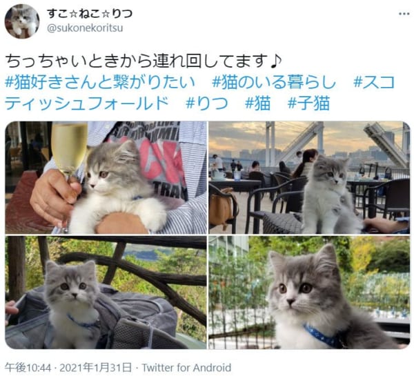 旅先でもいっしょな「おでかけ猫」さん どうして“おでかけ”するように